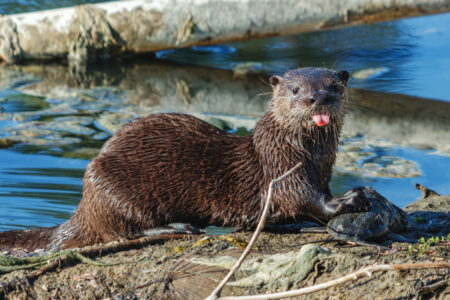 River Otter in South Florida Lakes
